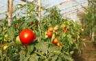 Выращивание томатов: помидорки черри как бизнес